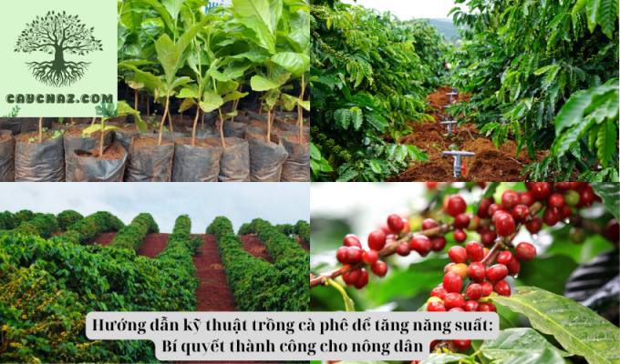 Hướng dẫn kỹ thuật trồng cà phê để tăng năng suất: Bí quyết thành công cho nông dân