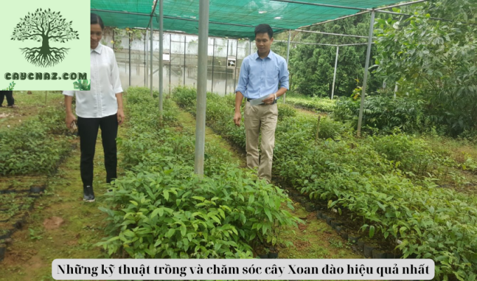 Những kỹ thuật trồng và chăm sóc cây Xoan đào hiệu quả nhất