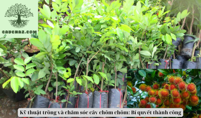 Kỹ thuật trồng và chăm sóc cây chôm chôm: Bí quyết thành công