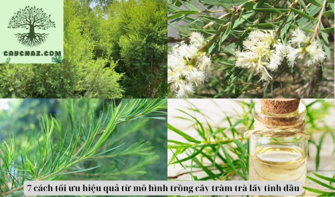 7 cách tối ưu hiệu quả từ mô hình trồng cây tràm trà lấy tinh dầu