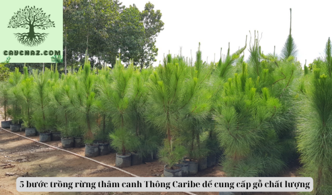 5 bước trồng rừng thâm canh Thông Caribe để cung cấp gỗ chất lượng