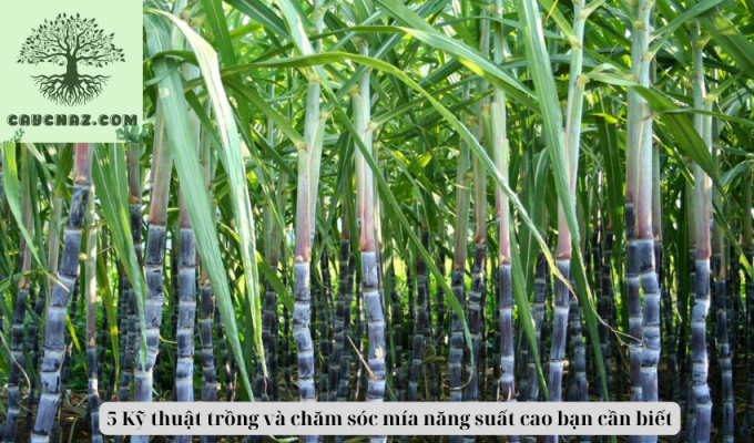 5 Kỹ thuật trồng và chăm sóc mía năng suất cao bạn cần biết