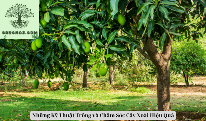 Những Kỹ Thuật Trồng và Chăm Sóc Cây Xoài Hiệu Quả