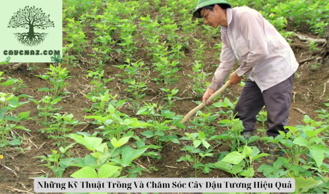 Những Kỹ Thuật Trồng Và Chăm Sóc Cây Đậu Tương Hiệu Quả