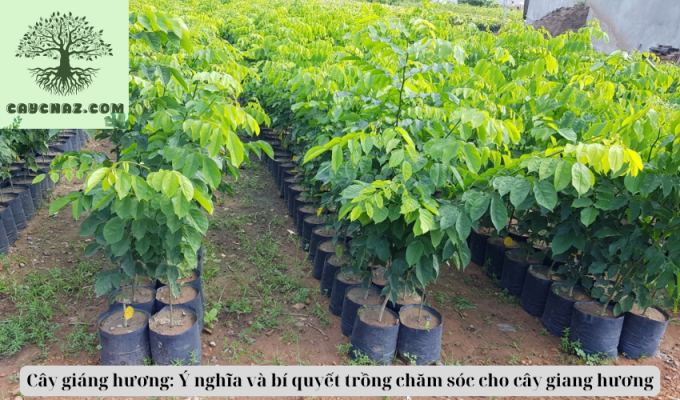 Cây giáng hương: Ý nghĩa và bí quyết trồng chăm sóc cho cây giang hương