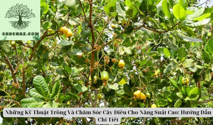 Những Kỹ Thuật Trồng Và Chăm Sóc Cây Điều Cho Năng Suất Cao: Hướng Dẫn Chi Tiết