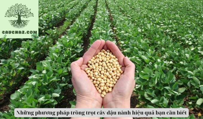 Những phương pháp trồng trọt cây đậu nành hiệu quả bạn cần biết