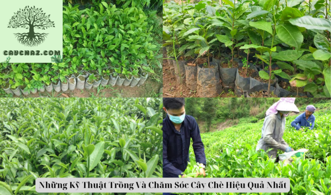 Những Kỹ Thuật Trồng Và Chăm Sóc Cây Chè Hiệu Quả Nhất