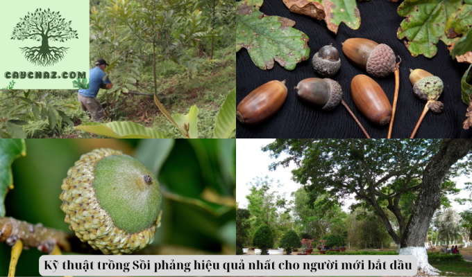 Kỹ thuật trồng Sồi phảng hiệu quả nhất cho người mới bắt đầu