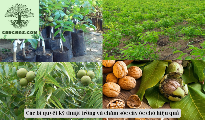 Các bí quyết kỹ thuật trồng và chăm sóc cây óc chó hiệu quả