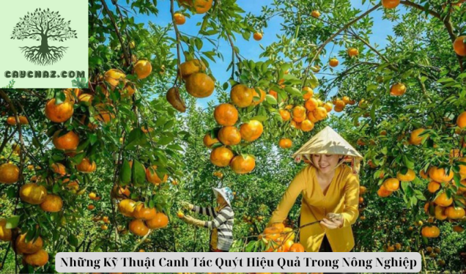 Những Kỹ Thuật Canh Tác Quýt Hiệu Quả Trong Nông Nghiệp