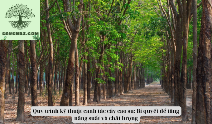 Quy trình kỹ thuật canh tác cây cao su: Bí quyết để tăng năng suất và chất lượng