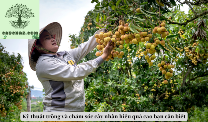 Kỹ thuật trồng và chăm sóc cây nhãn hiệu quả cao bạn cần biết