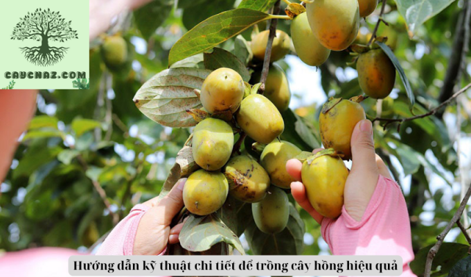 Hướng dẫn kỹ thuật chi tiết để trồng cây hồng hiệu quả