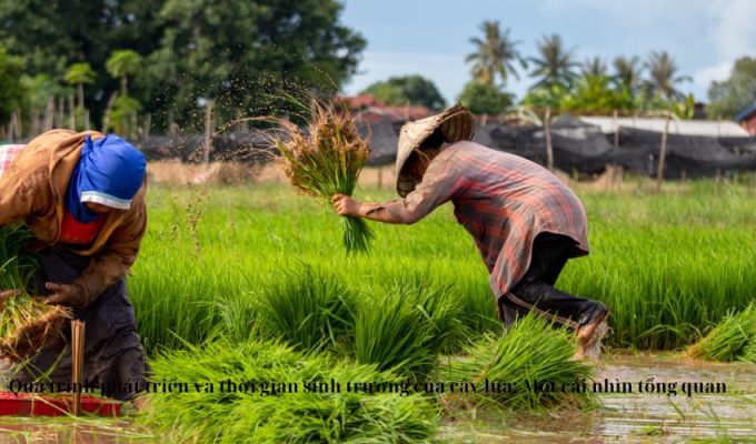 Quá trình phát triển và thời gian sinh trưởng của cây lúa: Một cái nhìn tổng quan