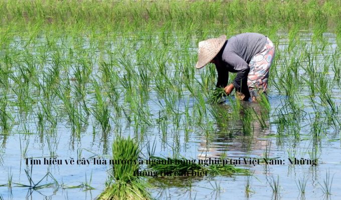 Tìm hiểu về cây lúa nước và ngành nông nghiệp tại Việt Nam: Những thông tin cần biết