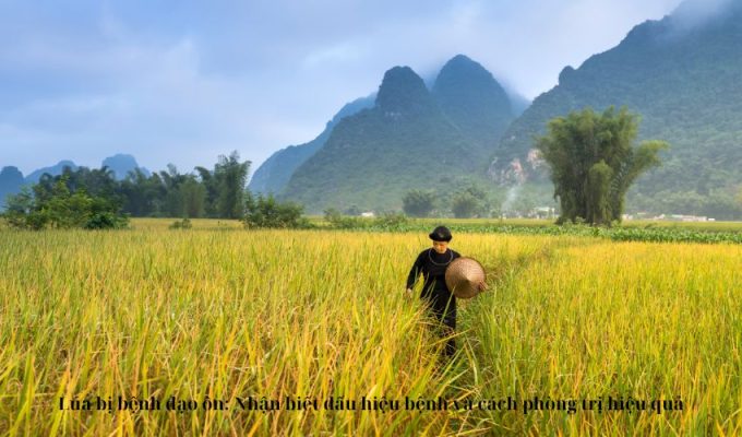 Lúa bị bệnh đạo ôn: Nhận biết dấu hiệu bệnh và cách phòng trị hiệu quả